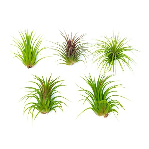 25 Ionantha Tillandsia Air Plant Pack, Each 2 to 3.5 Inches Long, ...