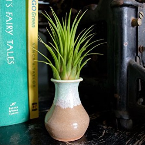 25 Ionantha Tillandsia Air Plant Pack, Each 2 to 3.5 Inches Long, ...