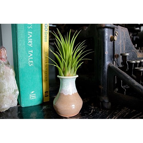 25 Ionantha Tillandsia Air Plant Pack, Each 2 to 3.5 Inches Long, ...