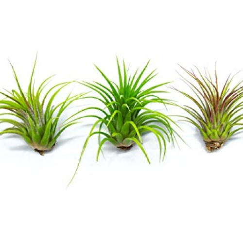 25 Ionantha Tillandsia Air Plant Pack, Each 2 to 3.5 Inches Long, ...
