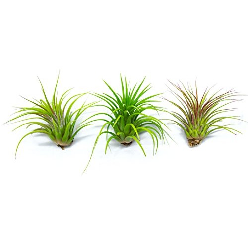 25 Ionantha Tillandsia Air Plant Pack, Each 2 to 3.5 Inches Long, ...