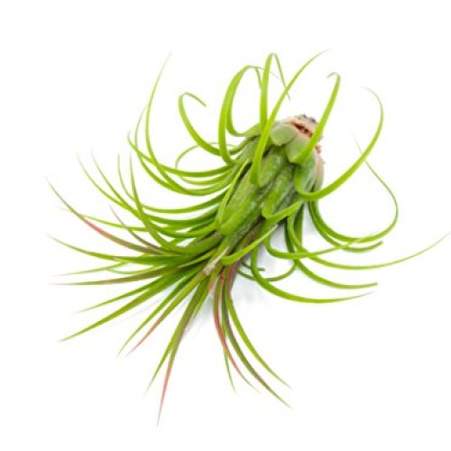 25 Ionantha Tillandsia Air Plant Pack, Each 2 to 3.5 Inches Long, ...