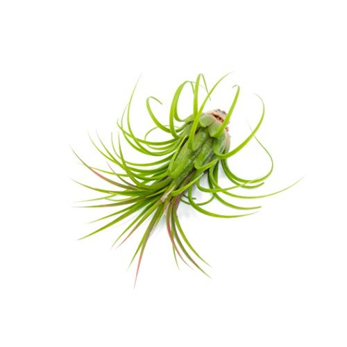 25 Ionantha Tillandsia Air Plant Pack, Each 2 to 3.5 Inches Long, ...