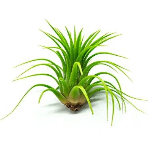 25 Ionantha Tillandsia Air Plant Pack, Each 2 to 3.5 Inches Long, ...