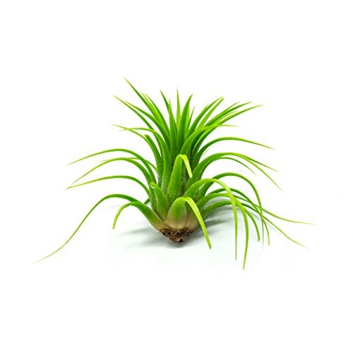 25 Ionantha Tillandsia Air Plant Pack, Each 2 to 3.5 Inches Long, ...