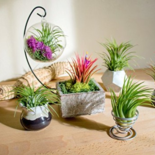 25 Ionantha Tillandsia Air Plant Pack, Each 2 to 3.5 Inches Long, ...