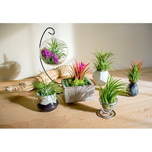 25 Ionantha Tillandsia Air Plant Pack, Each 2 to 3.5 Inches Long, ...