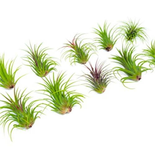 25 Ionantha Tillandsia Air Plant Pack, Each 2 to 3.5 Inches Long, ...