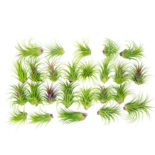 25 Ionantha Tillandsia Air Plant Pack, Each 2 to 3.5 Inches Long, ...