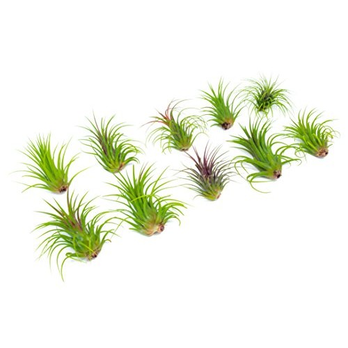 5 Large Ionantha Tillandsia Air Plant Pack - Each 2 to 3.5 Inches ...