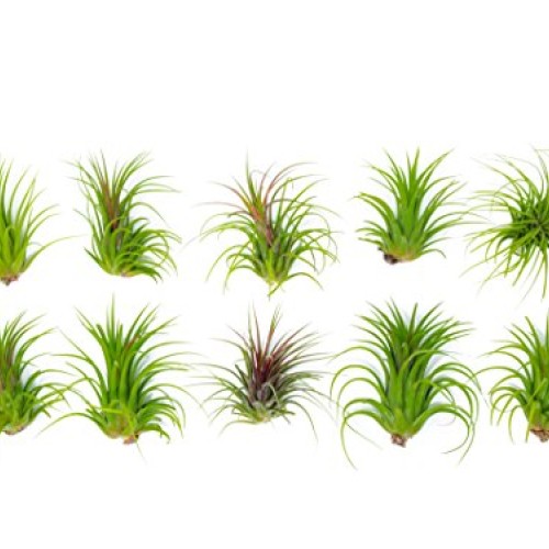 5 Large Ionantha Tillandsia Air Plant Pack - Each 2 to 3.5 Inches ...