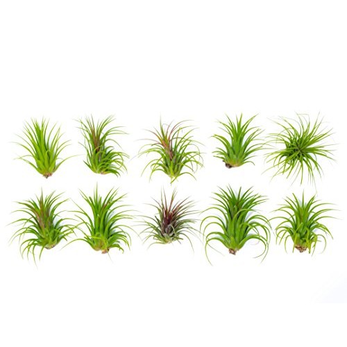 5 Large Ionantha Tillandsia Air Plant Pack - Each 2 to 3.5 Inches ...