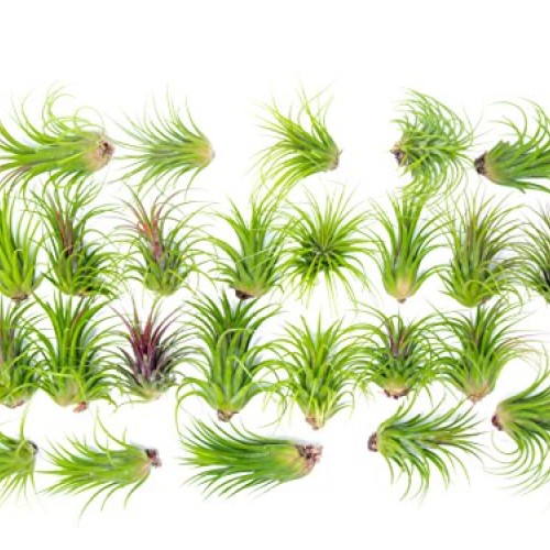 5 Large Ionantha Tillandsia Air Plant Pack - Each 2 to 3.5 Inches ...