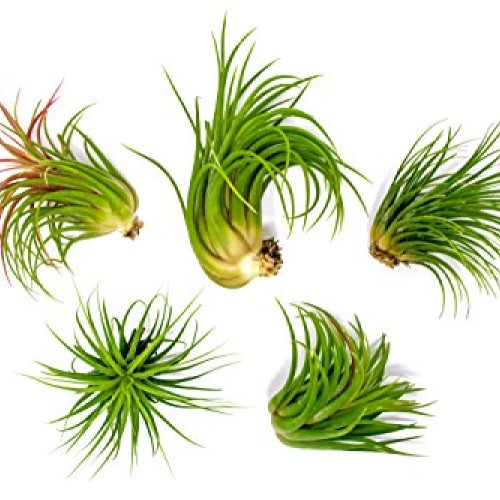 5 Large Ionantha Tillandsia Air Plant Pack - Each 2 to 3.5 Inches ...