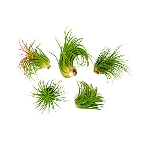 5 Large Ionantha Tillandsia Air Plant Pack - Each 2 to 3.5 Inches ...
