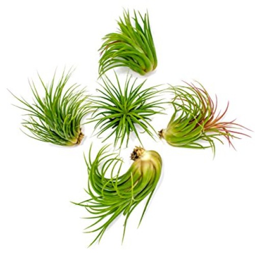 5 Large Ionantha Tillandsia Air Plant Pack - Each 2 to 3.5 Inches ...
