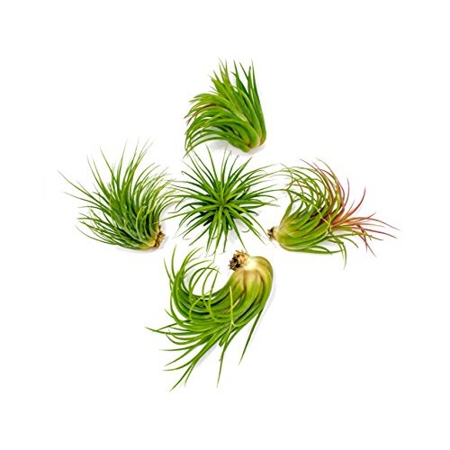 5 Large Ionantha Tillandsia Air Plant Pack - Each 2 to 3.5 Inches ...