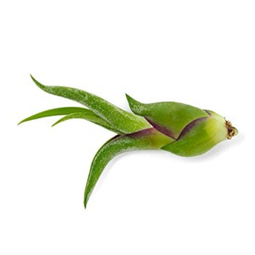 Air Plant Variety Pack 24 Small Tillandsia Terrarium Kit - Assor...
