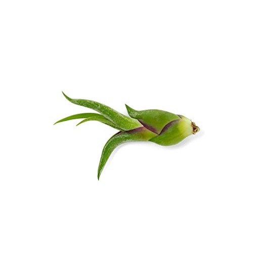 Air Plant Variety Pack 24 Small Tillandsia Terrarium Kit - Assor...