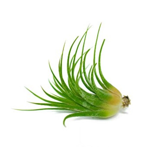 Air Plant Variety Pack 24 Small Tillandsia Terrarium Kit - Assor...