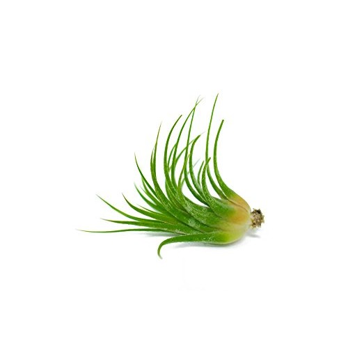 Air Plant Variety Pack 24 Small Tillandsia Terrarium Kit - Assor...
