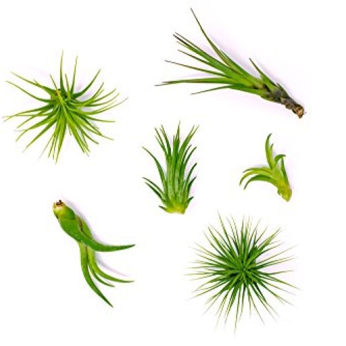 Air Plant Variety Pack 24 Small Tillandsia Terrarium Kit - Assor...