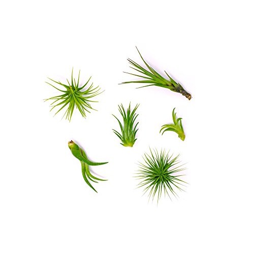 Air Plant Variety Pack 24 Small Tillandsia Terrarium Kit - Assor...