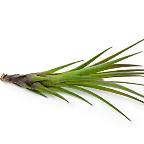 Air Plant Variety Pack 24 Small Tillandsia Terrarium Kit - Assor...