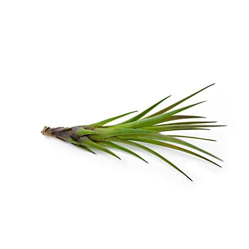 Air Plant Variety Pack 24 Small Tillandsia Terrarium Kit - Assor...