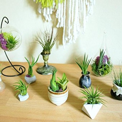 Air Plant Variety Pack 24 Small Tillandsia Terrarium Kit - Assor...