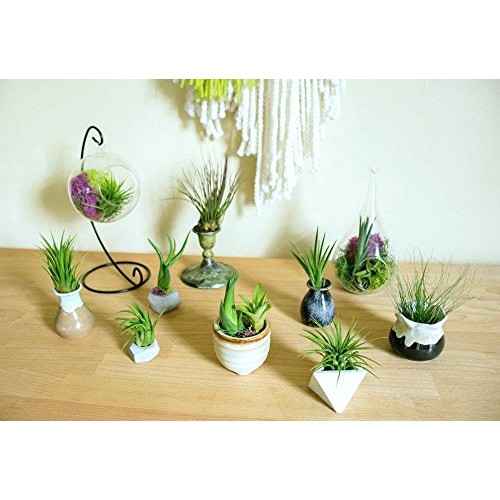 Air Plant Variety Pack 24 Small Tillandsia Terrarium Kit - Assor...