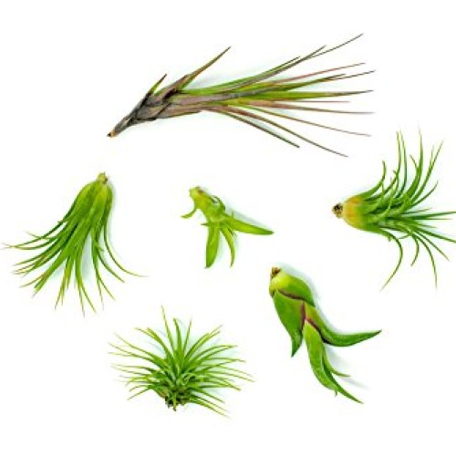 Air Plant Variety Pack 24 Small Tillandsia Terrarium Kit - Assor...