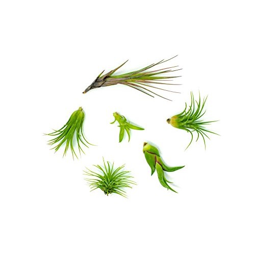 Air Plant Variety Pack 24 Small Tillandsia Terrarium Kit - Assor...