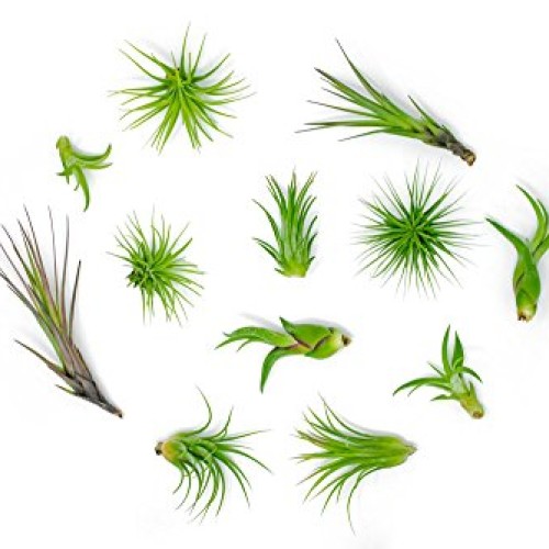 Air Plant Variety Pack 24 Small Tillandsia Terrarium Kit - Assor...