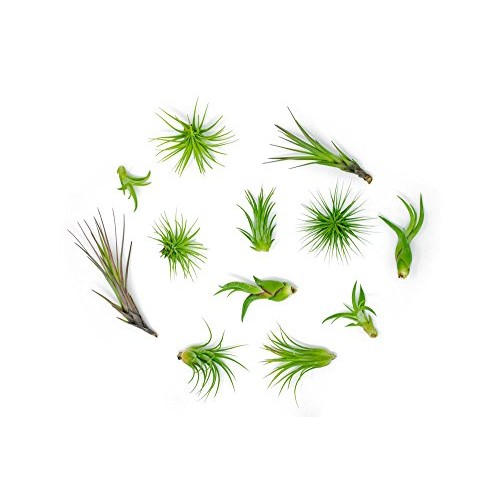 Air Plant Variety Pack 24 Small Tillandsia Terrarium Kit - Assor...