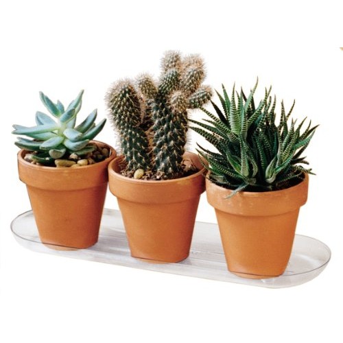 Plastec PLIPAK618 Oval Plantpak Saucer, Clear, 18-Inch