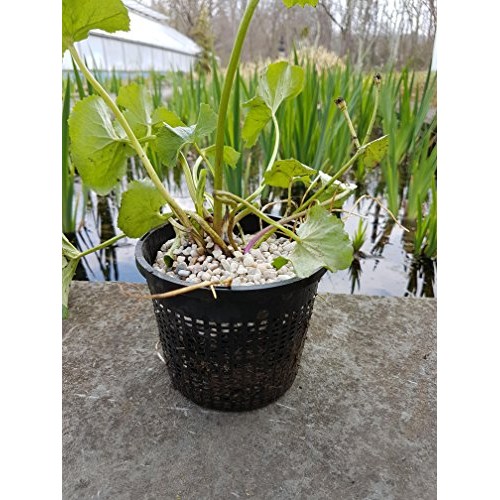 Pond H2O 5 Round Water Garden Pond Aquatic Plastic Mesh Slotted P...