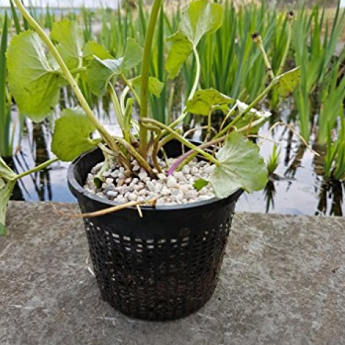 Pond H2O 5 Round Water Garden Pond Aquatic Plastic Mesh Slotted P...