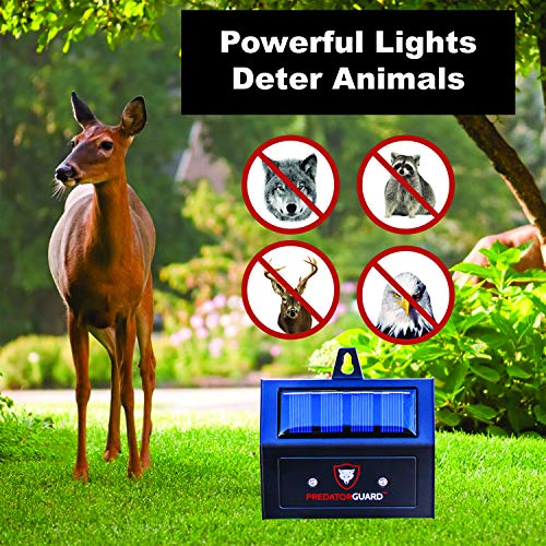 PREDATORGUARD Solar Powered Predator Deterrent Light Scares Noctur...