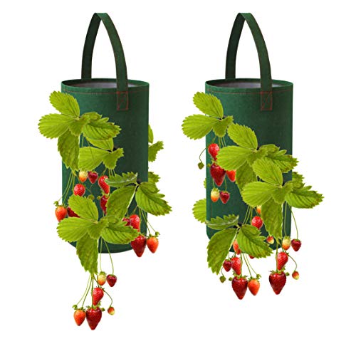 Pri Gardens Hanging Strawberry Planter for Strawberry Bare Root Pl...