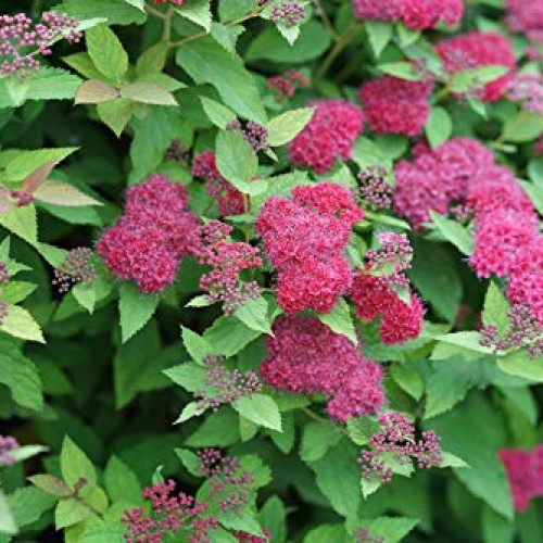 Proven Winner Double Play Doozie Spirea, 2 Gal, Red to Purple Flowers