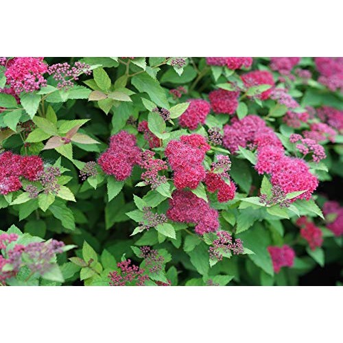 Proven Winner Double Play Doozie Spirea, 2 Gal, Red to Purple Flowers