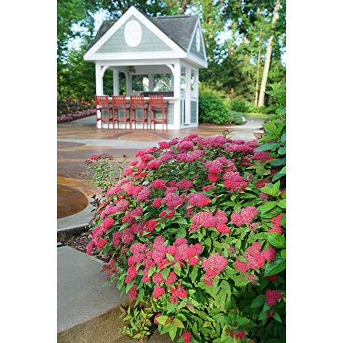 Proven Winner Double Play Doozie Spirea, 2 Gal, Red to Purple Flowers