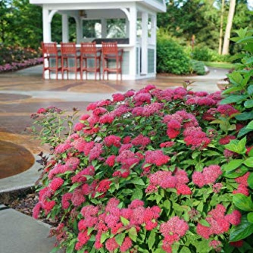 Proven Winner Double Play Doozie Spirea, 2 Gal, Red to Purple Flowers