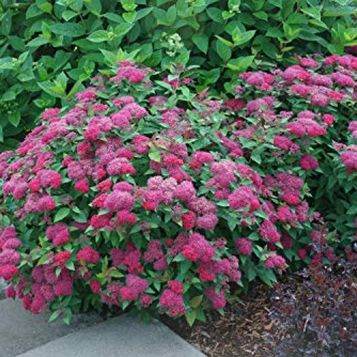 Proven Winner Double Play Doozie Spirea, 2 Gal, Red to Purple Flowers