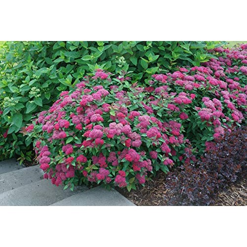 Proven Winner Double Play Doozie Spirea, 2 Gal, Red to Purple Flowers