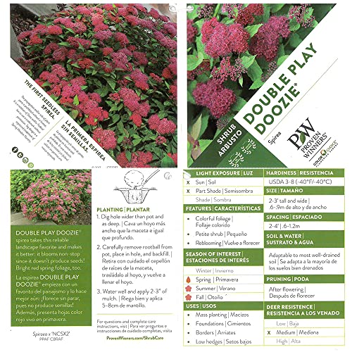 Proven Winner Double Play Doozie Spirea, 2 Gal, Red to Purple Flowers