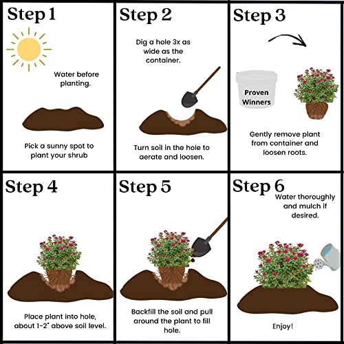 Proven Winner Double Play Doozie Spirea, 2 Gal, Red to Purple Flowers