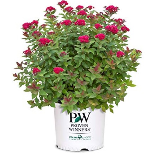 Proven Winner Double Play Doozie Spirea, 2 Gal, Red to Purple Flowers