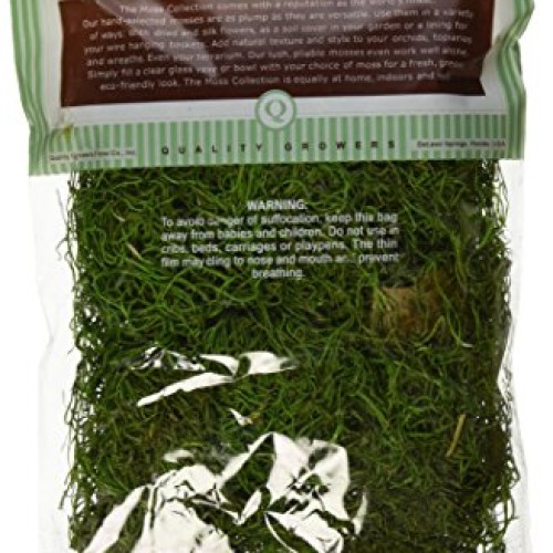 Quality Growers Preserved Spanish Moss 108.5 Cubic Inches-Apple Green